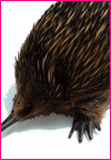 echidna